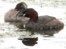 Filename=Little Grebe (9)med.jpg
Filesize=103KiB
Dimensions=600x450
Date added=Aug 07, 2005 Little Grebe (9)med.jpg