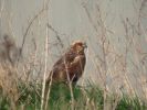 Filename=Marsh Harrier (6)med.jpg
Filesize=84KiB
Dimensions=600x450
Date added=Apr 02, 2005 Marsh Harrier (6)med.jpg