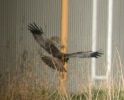 Filename=Marsh Harrier (7)med.jpg
Filesize=79KiB
Dimensions=600x483
Date added=Apr 02, 2005 Marsh Harrier (7)med.jpg