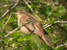 Nightingale (1)med.jpg