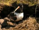 Oystercatcher (21)med.jpg