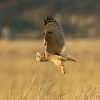 Filename=RDH_2124s.jpg
Filesize=129KiB
Dimensions=640x640
Date added=Nov 01, 2015 RDH_2124s.jpg