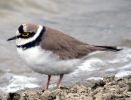 Filename=Ringed Plover (5)med.jpg
Filesize=88KiB
Dimensions=600x457
Date added=May 05, 2005 Ringed Plover (5)med.jpg