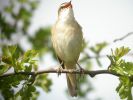 Sedge Warbler (12)med.jpg