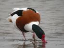 Shelduck (5)med.jpg