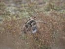 Snipe (25)med.jpg