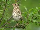 Song Thrush (3)med.jpg