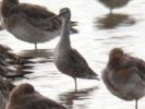 Filename=Spotted Redshank (7)m.jpg
Filesize=69KiB
Dimensions=600x450
Date added=Aug 09, 2005 Spotted Redshank (7)m.jpg