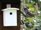 Filename=TREESPARROW.jpg
Filesize=113KiB
Dimensions=700x525
Date added=May 14, 2017 TREESPARROW.jpg