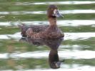 Tufted Duck (6)med.jpg