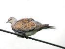 Turtle Dove (16)med.jpg