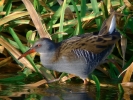 WaterRail.jpg