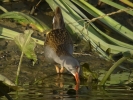 Water_Rail_5.jpg