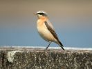 Filename=Wheatear (1)med.jpg
Filesize=81KiB
Dimensions=600x450
Date added=Apr 21, 2005 Wheatear (1)med.jpg