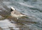 Filename=White Wagtail (1)med.jpg
Filesize=76KiB
Dimensions=600x436
Date added=Apr 21, 2005 White Wagtail (1)med.jpg