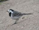 Filename=White Wagtail (4).jpg
Filesize=83KiB
Dimensions=600x460
Date added=Apr 27, 2005 White Wagtail (4).jpg
