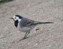 White Wagtail (4).jpg