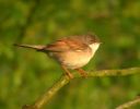 Filename=Whitethroat (2)med.jpg
Filesize=74KiB
Dimensions=600x466
Date added=May 02, 2005 Whitethroat (2)med.jpg
