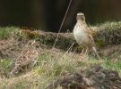 Wood Lark (1)med.jpg