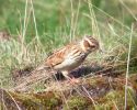 Wood Lark (25)med.jpg