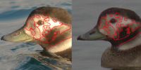 Filename=ltd1.jpg
Filesize=109KiB
Dimensions=700x350
Date added=Dec 31, 2008 ltd1.jpg