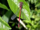 Filename=red damsel.jpg
Filesize=84KiB
Dimensions=600x450
Date added=Jun 28, 2005 red damsel.jpg
