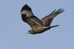 Filename=Honey_Buzzard_LR.jpg
Filesize=57KiB
Dimensions=700x466
Date added=Sep 14, 2011 Honey_Buzzard_LR.jpg