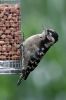 Filename=LSW2_low_res.jpg
Filesize=110KiB
Dimensions=467x700
Date added=Aug 29, 2010 LSW2_low_res.jpg