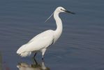 Lil_Egret_2LR.jpg