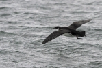 Filename=Manx_flight_LBC.jpg
Filesize=118KiB
Dimensions=700x467
Date added=Sep 10, 2011 Manx_flight_LBC.jpg