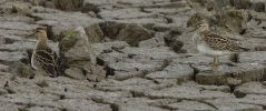 Filename=Pec_sands_LR.jpg
Filesize=112KiB
Dimensions=700x292
Date added=Sep 21, 2010 Pec_sands_LR.jpg