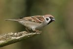 Tree_Sparrow_LR.jpg