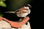 Filename=house_sparrow_500.jpg
Filesize=29KiB
Dimensions=500x333
Date added=Apr 07, 2008 house_sparrow_500.jpg