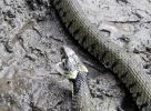 Filename=Grass Snake 2 300405.jpg
Filesize=113KiB
Dimensions=650x476
Date added=May 05, 2005 Grass Snake 2 300405.jpg