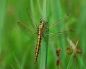 Filename=MLN_0229a.jpg
Filesize=40KiB
Dimensions=700x564
Date added=Jun 04, 2006 MLN_0229a.jpg