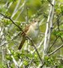 Filename=Nightingale 1A.jpg
Filesize=67KiB
Dimensions=561x600
Date added=Apr 24, 2005 Nightingale 1A.jpg