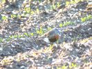 Dotterel - Bigby Top~0.jpg