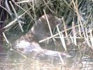 Filename=Mink 2 - Anwick Fen.jpg
Filesize=45KiB
Dimensions=600x450
Date added=Mar 06, 2005 Mink 2 - Anwick Fen.jpg