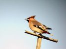 Waxwing 2 - Stamford.jpg