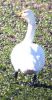 Filename=Whooper Swan - Huttoft.jpg
Filesize=69KiB
Dimensions=317x600
Date added=Mar 01, 2005 Whooper Swan - Huttoft.jpg