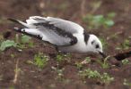 Filename=1st-winter-kittiwake.jpg
Filesize=58KiB
Dimensions=600x409
Date added=Sep 11, 2005 1st-winter-kittiwake.jpg