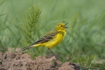 Filename=2042_Yellow_wag_copy.jpg
Filesize=104KiB
Dimensions=650x434
Date added=Jun 10, 2011 2042_Yellow_wag_copy.jpg