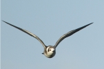 Filename=8426_ABT_.jpg
Filesize=102KiB
Dimensions=700x463
Date added=Sep 18, 2011 8426_ABT_.jpg