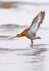 Filename=8652-BLACK-TAILED-GODWIT.jpg
Filesize=95KiB
Dimensions=421x600
Date added=Aug 21, 2005 8652-BLACK-TAILED-GODWIT.jpg