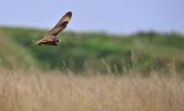 8797-Short_Eared_Owl_copy.jpg