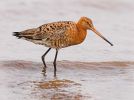 Black Tailed Godwit~0.jpg