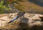 Broad Bodied Chaser 4.jpg