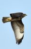 COMMON_BUZZARD-8875_copy.jpg