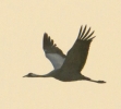 Filename=Crane_9683.jpg
Filesize=119KiB
Dimensions=496x446
Date added=Mar 23, 2012 Crane_9683.jpg