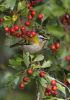 Firecrest_2046_LBC.jpg